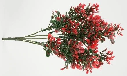 Eucliptus Big x1 Bunch x5